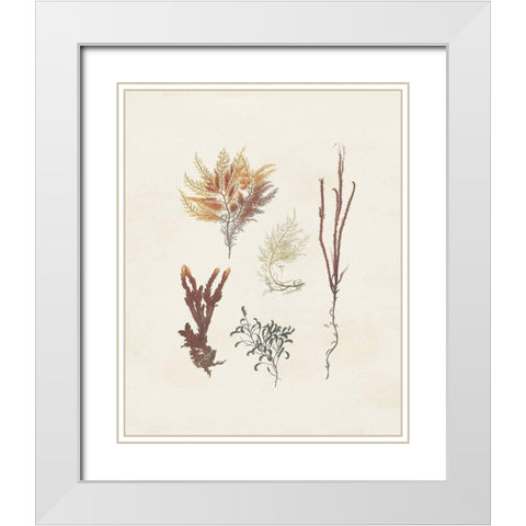 Knorr Shells And Coral VII White Modern Wood Framed Art Print with Double Matting by Knorr