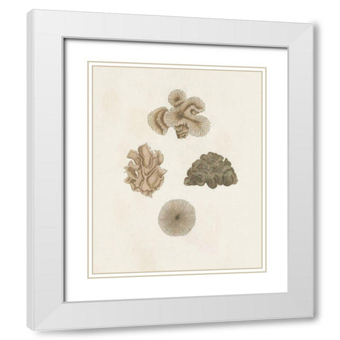 Knorr Shells And Coral VIII White Modern Wood Framed Art Print with Double Matting by Knorr