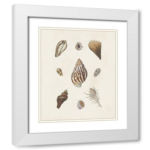 Knorr Shells And Coral IX White Modern Wood Framed Art Print with Double Matting by Knorr