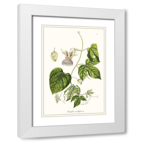 Passion Flower Trio I White Modern Wood Framed Art Print with Double Matting by Unknown