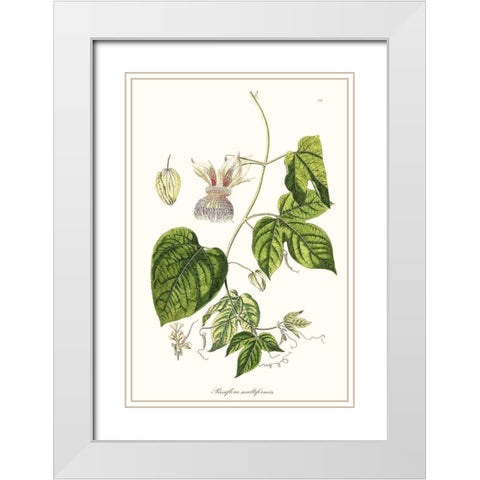 Passion Flower Trio I White Modern Wood Framed Art Print with Double Matting by Unknown