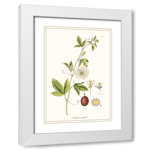 Passion Flower Trio II White Modern Wood Framed Art Print with Double Matting by Unknown