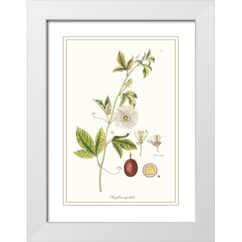 Passion Flower Trio II White Modern Wood Framed Art Print with Double Matting by Unknown
