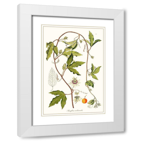 Passion Flower Trio III White Modern Wood Framed Art Print with Double Matting by Unknown