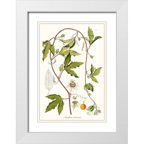 Passion Flower Trio III White Modern Wood Framed Art Print with Double Matting by Unknown