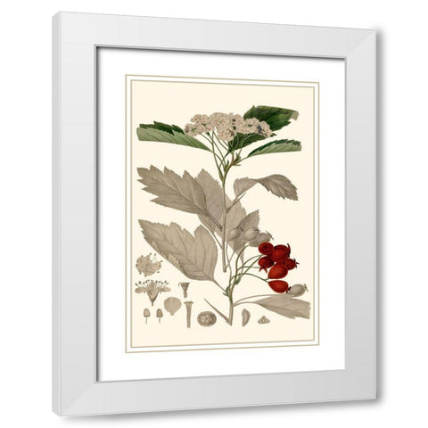Leaves And Berries I White Modern Wood Framed Art Print with Double Matting by Vision Studio