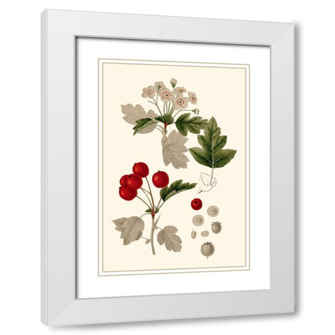 Leaves And Berries III White Modern Wood Framed Art Print with Double Matting by Vision Studio
