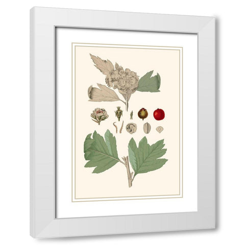 Leaves And Berries IV White Modern Wood Framed Art Print with Double Matting by Vision Studio