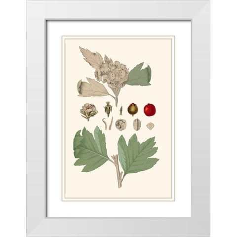 Leaves And Berries IV White Modern Wood Framed Art Print with Double Matting by Vision Studio