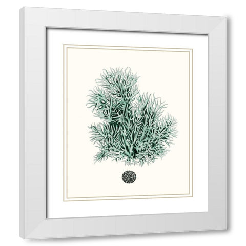 Antique Coastal Coral V White Modern Wood Framed Art Print with Double Matting by Esper, Johann