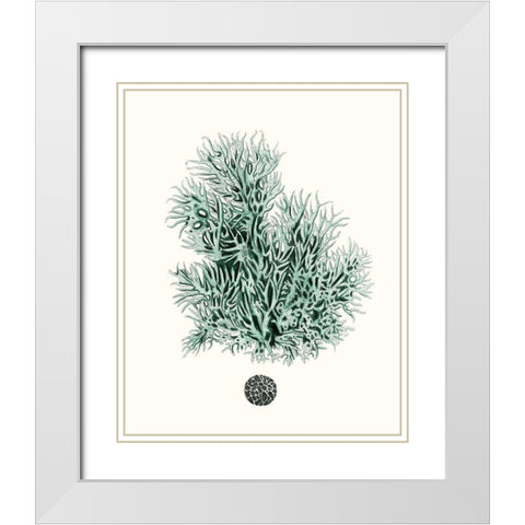 Antique Coastal Coral V White Modern Wood Framed Art Print with Double Matting by Esper, Johann