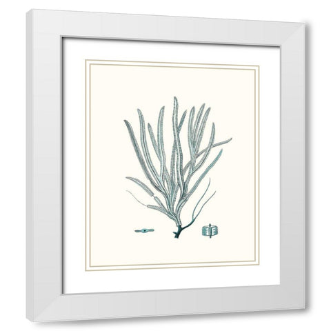 Antique Coastal Coral VII White Modern Wood Framed Art Print with Double Matting by Esper, Johann