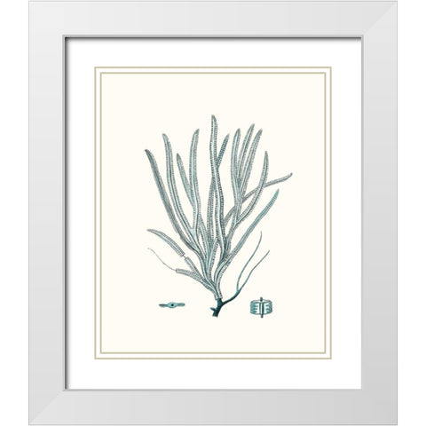 Antique Coastal Coral VII White Modern Wood Framed Art Print with Double Matting by Esper, Johann
