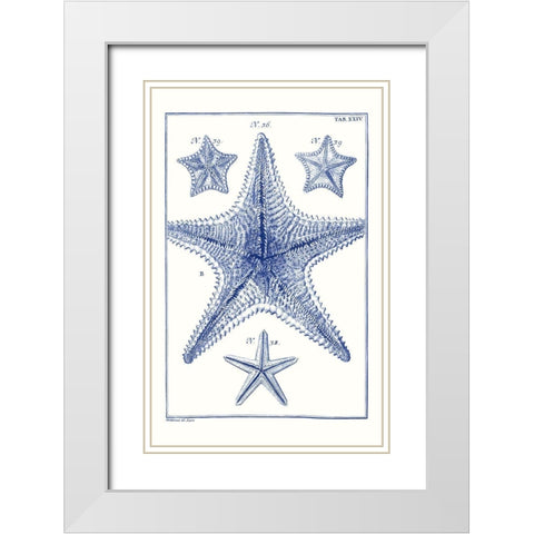 Blue Sea Stars VIII White Modern Wood Framed Art Print with Double Matting by Vision Studio