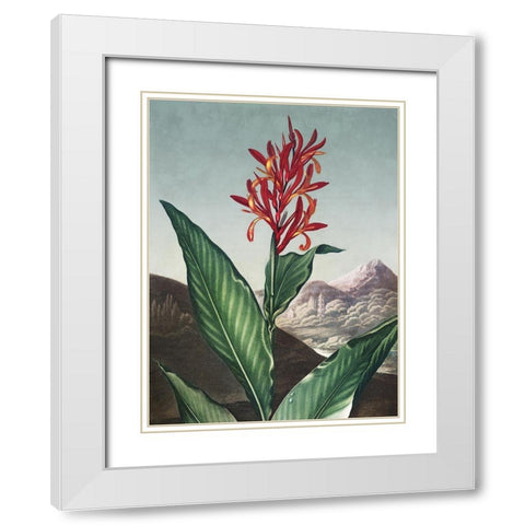 Temple of Flora I White Modern Wood Framed Art Print with Double Matting by Thornton, Dr. Robert J.