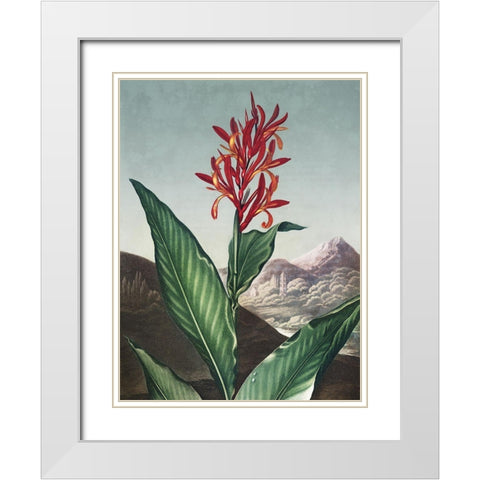 Temple of Flora I White Modern Wood Framed Art Print with Double Matting by Thornton, Dr. Robert J.