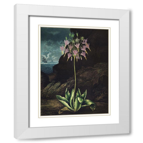 Temple of Flora II White Modern Wood Framed Art Print with Double Matting by Thornton, Dr. Robert J.