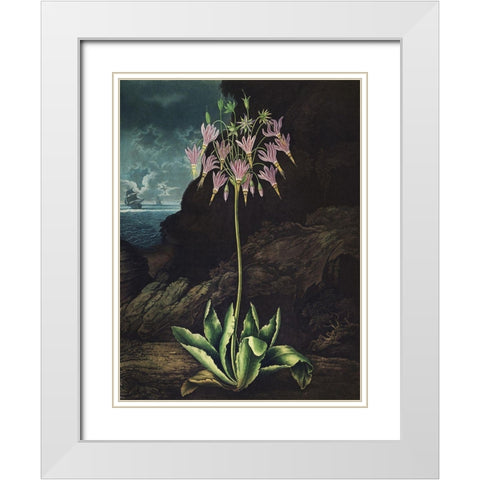 Temple of Flora II White Modern Wood Framed Art Print with Double Matting by Thornton, Dr. Robert J.