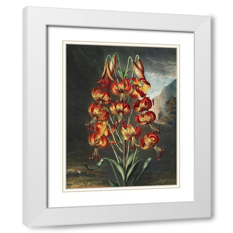 Temple of Flora III White Modern Wood Framed Art Print with Double Matting by Thornton, Dr. Robert J.