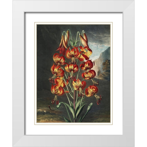 Temple of Flora III White Modern Wood Framed Art Print with Double Matting by Thornton, Dr. Robert J.