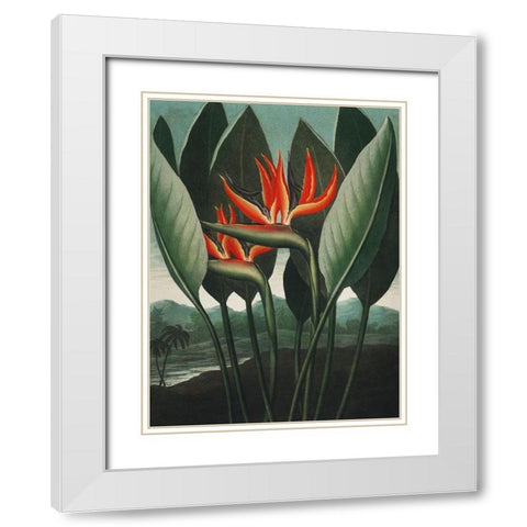 Temple of Flora IV White Modern Wood Framed Art Print with Double Matting by Thornton, Dr. Robert J.