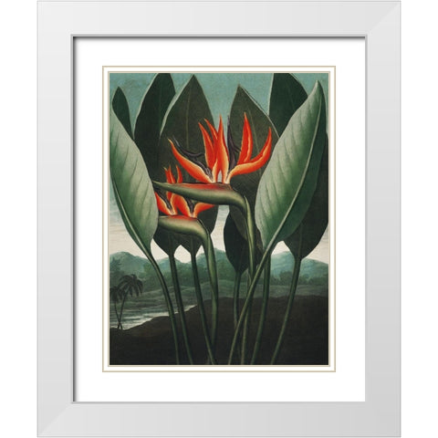 Temple of Flora IV White Modern Wood Framed Art Print with Double Matting by Thornton, Dr. Robert J.