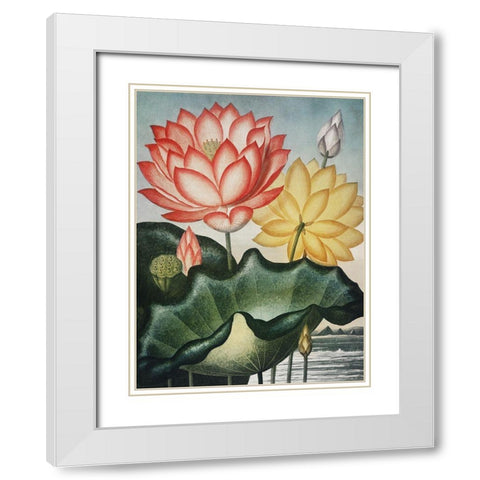 Temple of Flora V White Modern Wood Framed Art Print with Double Matting by Thornton, Dr. Robert J.