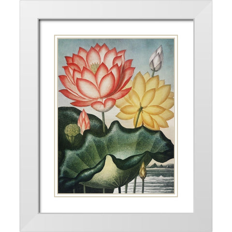 Temple of Flora V White Modern Wood Framed Art Print with Double Matting by Thornton, Dr. Robert J.