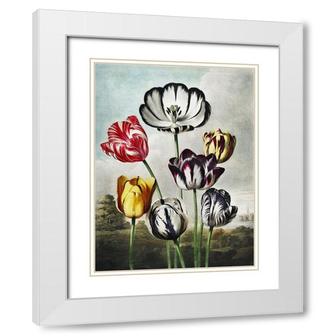 Temple of Flora VI White Modern Wood Framed Art Print with Double Matting by Thornton, Dr. Robert J.