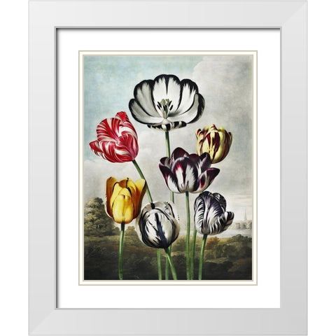 Temple of Flora VI White Modern Wood Framed Art Print with Double Matting by Thornton, Dr. Robert J.