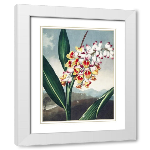 Temple of Flora VII White Modern Wood Framed Art Print with Double Matting by Thornton, Dr. Robert J.