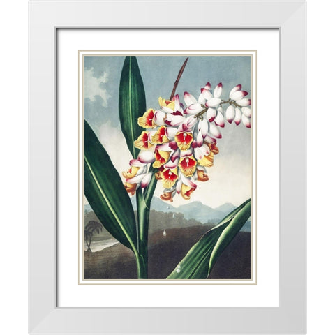 Temple of Flora VII White Modern Wood Framed Art Print with Double Matting by Thornton, Dr. Robert J.
