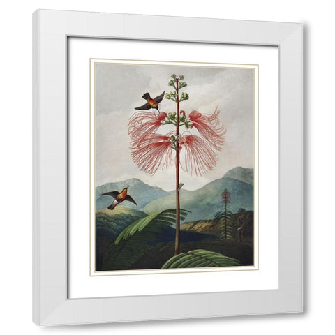 Temple of Flora VIII White Modern Wood Framed Art Print with Double Matting by Thornton, Dr. Robert J.