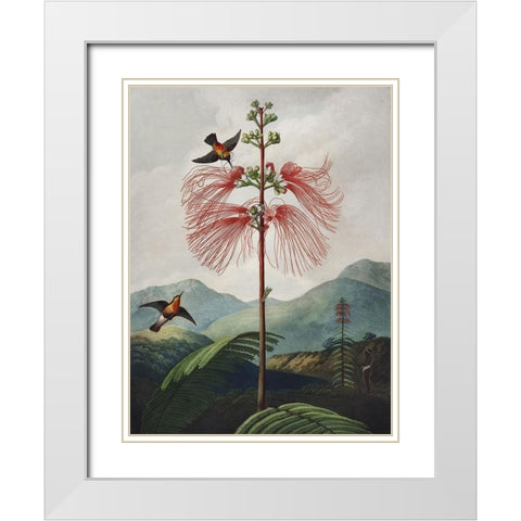 Temple of Flora VIII White Modern Wood Framed Art Print with Double Matting by Thornton, Dr. Robert J.