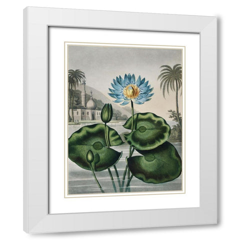 Temple of Flora IX White Modern Wood Framed Art Print with Double Matting by Thornton, Dr. Robert J.
