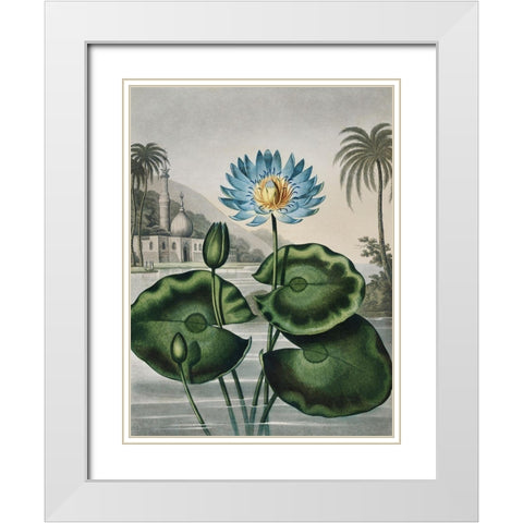 Temple of Flora IX White Modern Wood Framed Art Print with Double Matting by Thornton, Dr. Robert J.