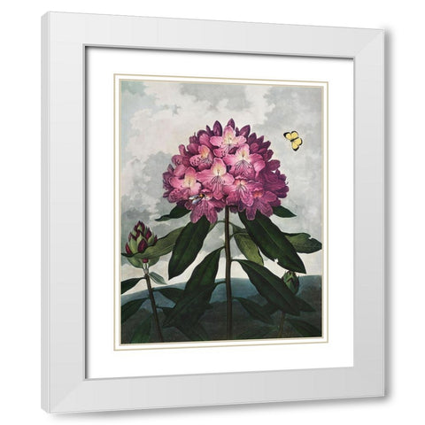 Temple of Flora X White Modern Wood Framed Art Print with Double Matting by Thornton, Dr. Robert J.
