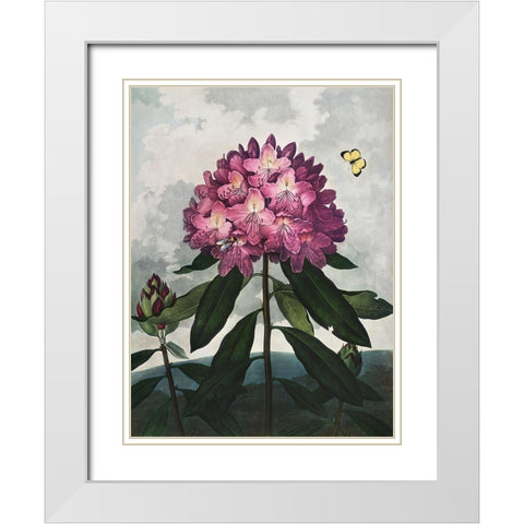 Temple of Flora X White Modern Wood Framed Art Print with Double Matting by Thornton, Dr. Robert J.