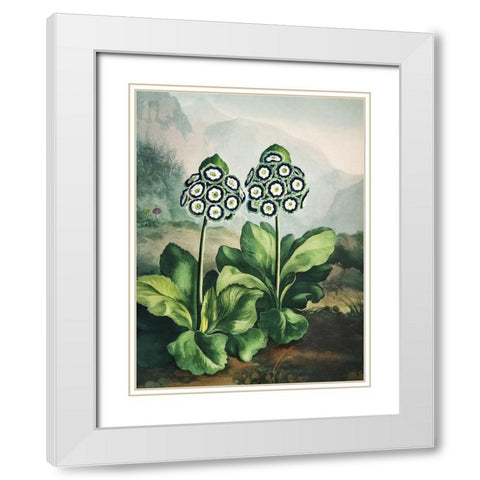 Temple of Flora XI White Modern Wood Framed Art Print with Double Matting by Thornton, Dr. Robert J.