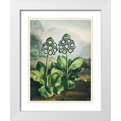 Temple of Flora XI White Modern Wood Framed Art Print with Double Matting by Thornton, Dr. Robert J.