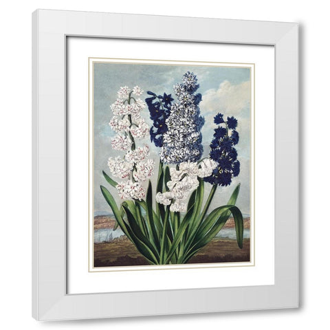 Temple of Flora XII White Modern Wood Framed Art Print with Double Matting by Thornton, Dr. Robert J.