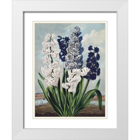 Temple of Flora XII White Modern Wood Framed Art Print with Double Matting by Thornton, Dr. Robert J.