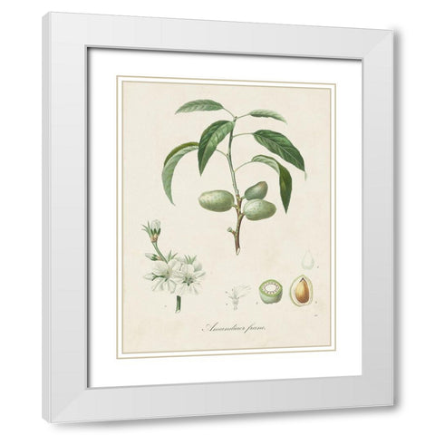Antique Almond Botanical I White Modern Wood Framed Art Print with Double Matting by de Langlois