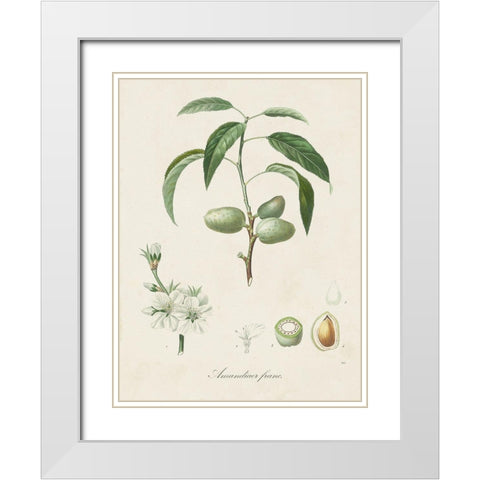 Antique Almond Botanical I White Modern Wood Framed Art Print with Double Matting by de Langlois
