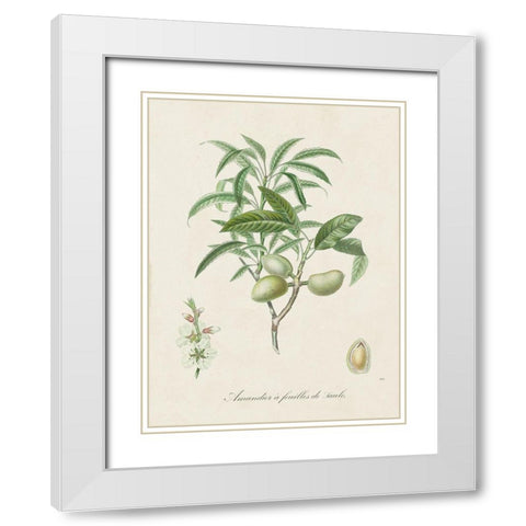 Antique Almond Botanical II White Modern Wood Framed Art Print with Double Matting by de Langlois
