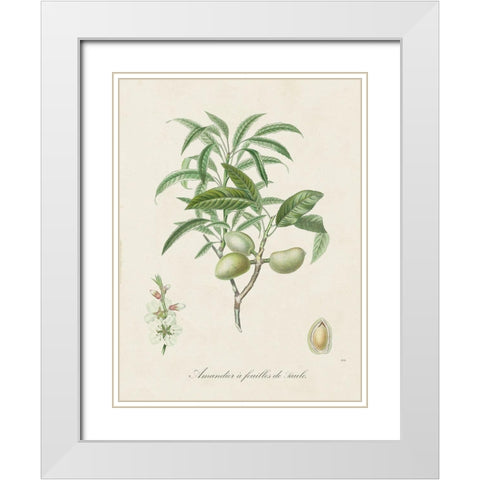 Antique Almond Botanical II White Modern Wood Framed Art Print with Double Matting by de Langlois