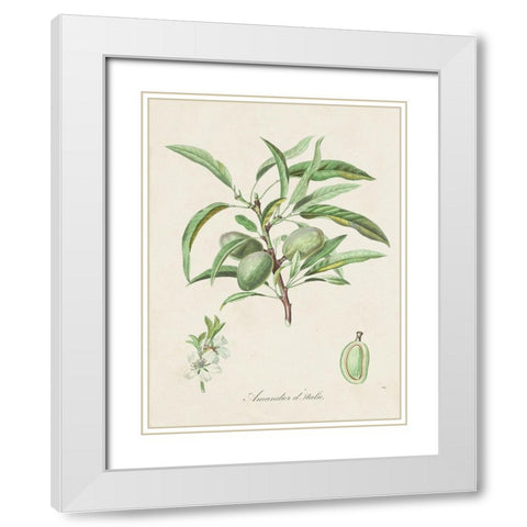 Antique Almond Botanical III White Modern Wood Framed Art Print with Double Matting by de Langlois