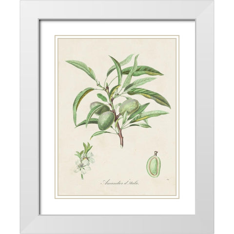Antique Almond Botanical III White Modern Wood Framed Art Print with Double Matting by de Langlois