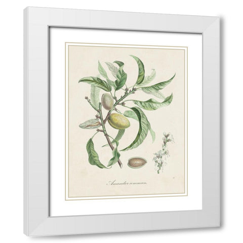 Antique Almond Botanical IV White Modern Wood Framed Art Print with Double Matting by de Langlois