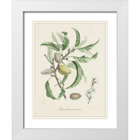 Antique Almond Botanical IV White Modern Wood Framed Art Print with Double Matting by de Langlois